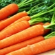  Terms of planting and features of growing carrots in the Urals