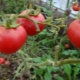  Tomato Agata: advantages and disadvantages, rules of cultivation