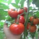  Tomato Alesha Popovich: variety description and cultivation rules