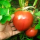  Tomato Alsu: variety description and cultivation rules