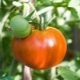  Tomato Altai masterpiece: advantages and characteristics