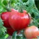  Tomato Batyana: description of the variety and the rules of cultivation