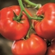  Tomato Big Beef F1: Characteristics of the variety and cultivation agrotechnology