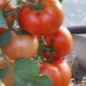  Tomato Bobkat F1: description and yield of the variety