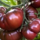  Tomato Black Prince: description of the variety and subtleties of cultivation