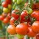  Tomato Money Bag: description of the variety and subtleties of cultivation