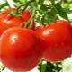  Tomato Dubrava: characteristics and characteristics of cultivation