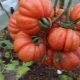  Tomato Mushroom Bin Basket: Characteristics and Description of the Breeding Variety