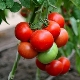  Tomato Hali-Ghali: yield varieties and cultivation features