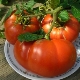  Tomato Hospitable: description of the variety and characteristics of cultivation