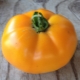  Tomato Persimmon: a description of the variety and subtleties of cultivation