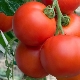  Tomato Intuition F1: benefits and rules of cultivation