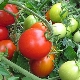  Tomato Irishka F1: characteristics and description of a variety of tomatoes