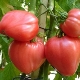  Tomato Cardinal: Description and Yield Varieties