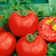  Tomato Katya: characteristics of the variety and the rules of cultivation