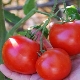  Tomato Doll: characteristics and technology of growing