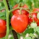  Tomato Lazyka: features and rules of cultivation