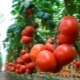  Tomato Makhitos F1: Characteristics and Rules of Growing