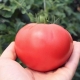  Tomato Raspberry Jingle: description and cultivation of a variety