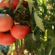  Tomato Mikado: Characteristics and Varieties