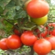  Mongolian dwarf tomato: variety description and cultivation process