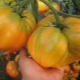  Tomato Orange Giant: characteristic and description of the variety