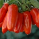  Pepper Tomato: Varieties and Cultivation Rules