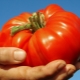  Pink giant tomato: variety description and cultivation process