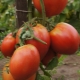  Tomato Sevryuga: description, planting and care