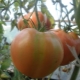  Tomato Cap Monomakh: variety description and cultivation rules