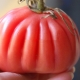  Tomato Hundred pounds: characteristics and the process of growing