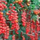  Sweet Cherry Tomato: Characteristics of a Variety and Cultivation