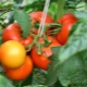  Tomato Verlioka: variety description and tips on agricultural technology