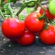  Tomatoes Big Mommy: a description of the variety and subtleties of cultivation