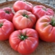  Tomatoes Wild Rose: description and cultivation details