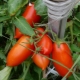  Tomatoes Königsberg: description of the variety and subtleties of cultivation