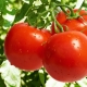  Tomatoes Liana: description, yield, cultivation