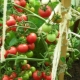  Tomatoes Mazarin: characteristics and characteristics of growing