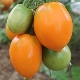  Tomatoes varieties South tan: characteristics, yield and cultivation