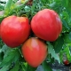  Tomatoes Volovye heart: features of a grade and productivity