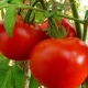  Tomatoes Blast: characteristics and cultivation