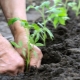  Subtleties transplanting tomatoes