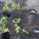  Subtleties of planting overgrown tomato seedlings