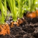  Subtleties of the process of preparing the beds for carrots in the spring