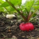  The subtleties of the process of growing radish