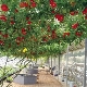  The subtleties of growing tomato tree