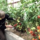  The subtleties of growing tomatoes Morning Dew