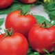  What are the features of tomato variety Polufast F1 and how to grow it?