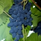  Moldova Grapes: Zasady sadzenia i pielęgnacji