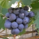  Muromets grape: charakterystyka odmiany i uprawy